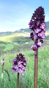 Le Spine Bed Breakfast Berceto Fiori