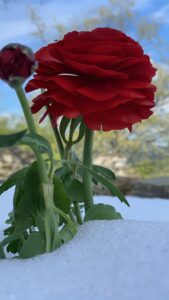 Le Spine Bed Breakfast Berceto Fiori