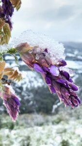 Le Spine Bed Breakfast Berceto Fiori