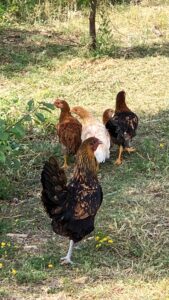 Le Spine Bed Breakfast Galline